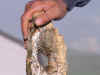 2 wood ridotto.JPG (47222 byte)