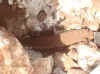 wpe4A.jpg (69098 byte)