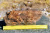wpe46.jpg (120646 byte)