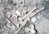 Ardzap Bones.jpg (335661 byte)