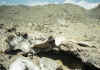 Saddle of Ararat.jpg (262645 byte)