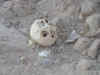 Ardzap Bones 2.