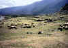 Gregord Village.jpg (301799 byte)
