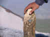 wood ridotto.JPG (37899 byte)